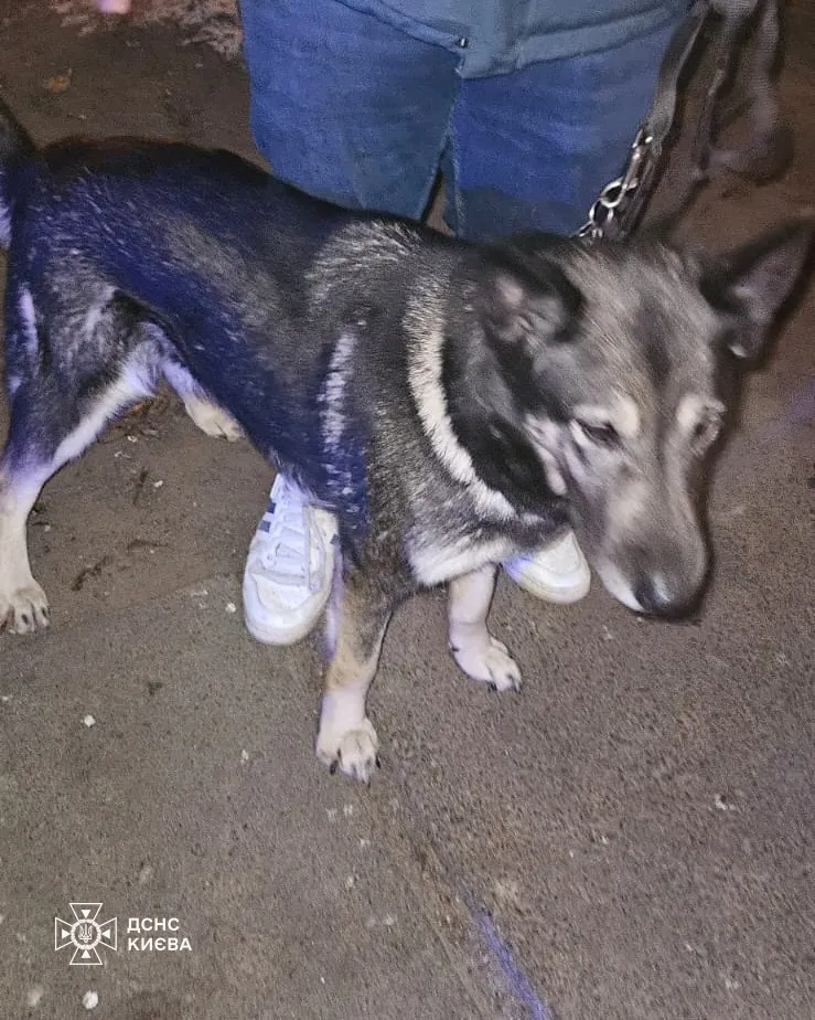 У Києві бійці ДСНС під час гасіння пожежі в квартирі врятували подружжя та їхнього песика. Фото та подробиці
