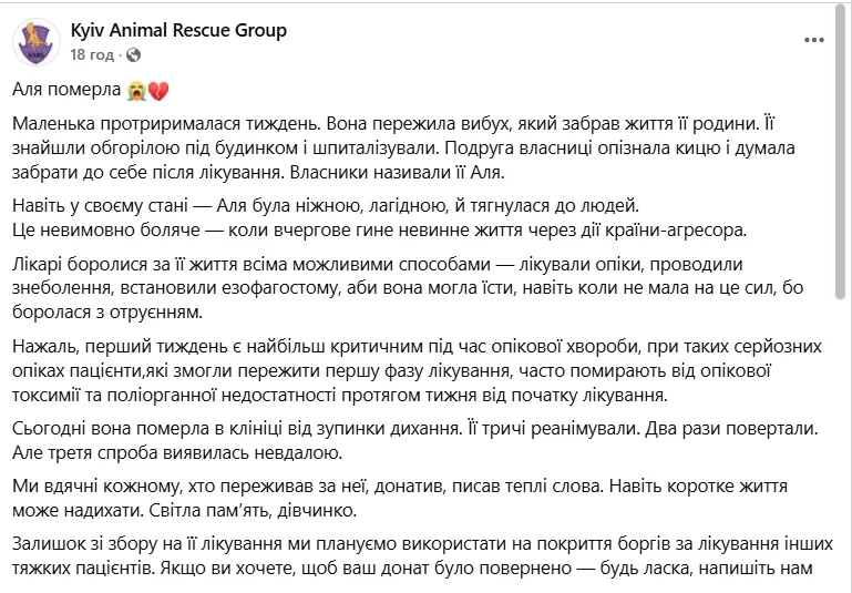 У Києві померла кішка Аля, яка вижила після атаки "Шахеда" 7 травня. Фото