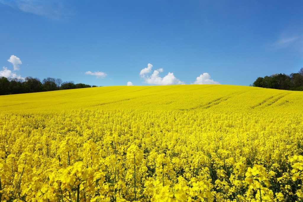 ріпак Україна