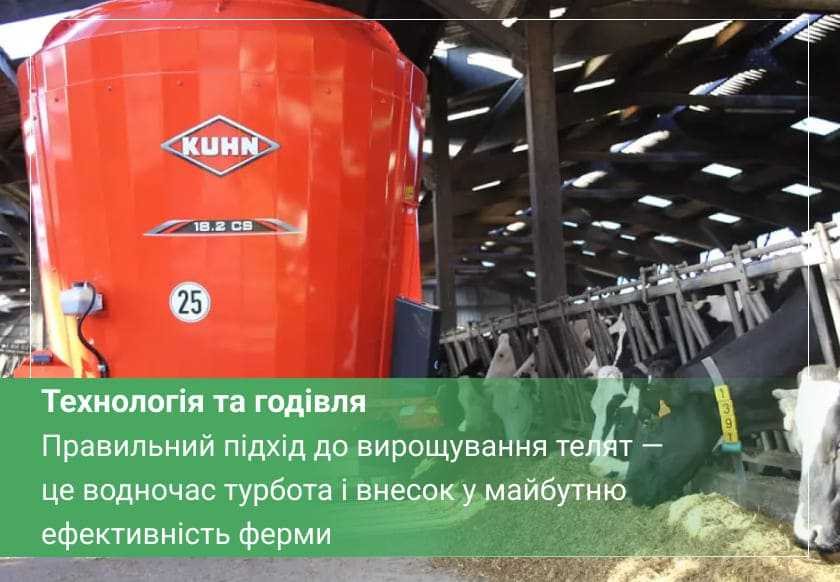 годування телят