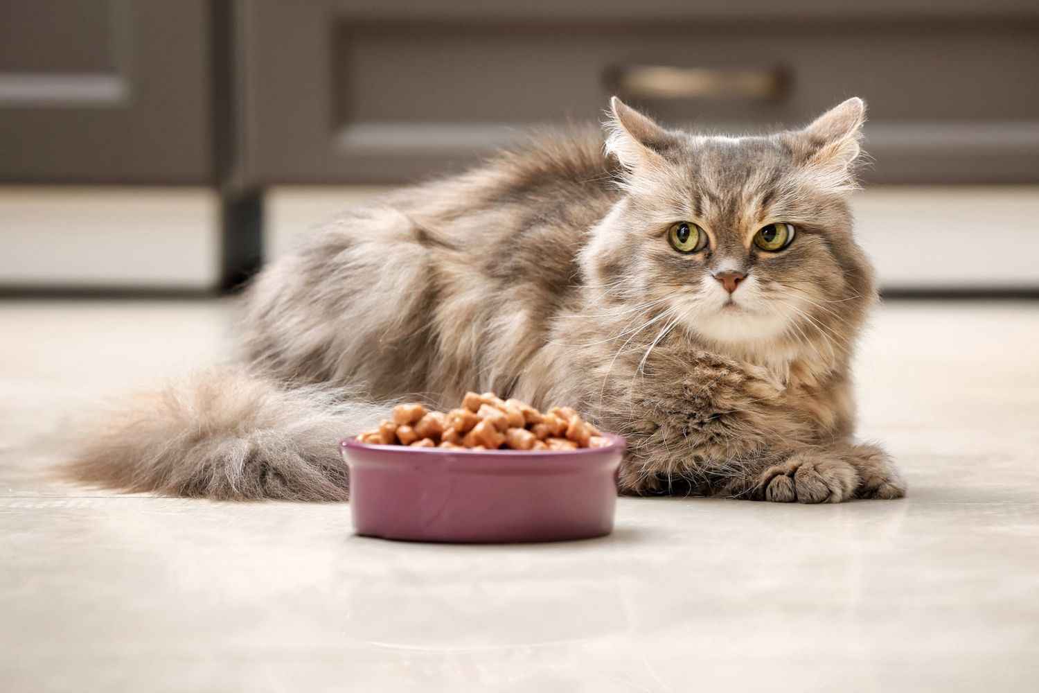 підібрати корм для кота