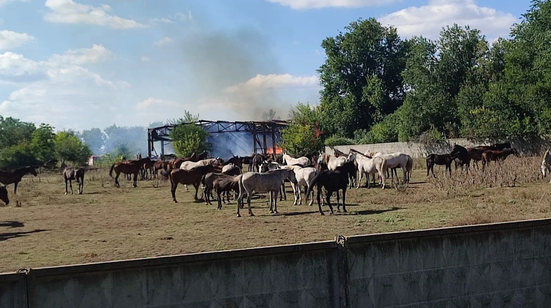 Коні під обстрілами: Росія двічі вдарила по племінному заводу на Харківщині