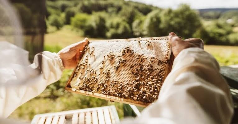 Рамки для вуликів в Україні